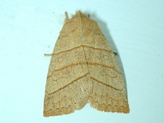 Pyreferra citrombra