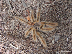 Phrixotrichus scrofa