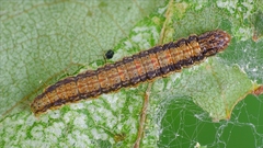 Cryptoblabes bistriga