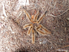 Phrixotrichus scrofa