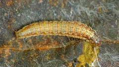 Cryptoblabes bistriga