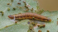 Cryptoblabes bistriga