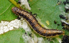 Cryptoblabes bistriga