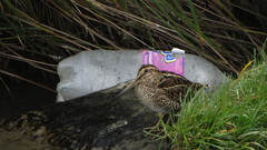 Gallinago magellanica