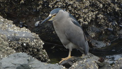 Nycticorax nycticorax