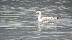 Chroicocephalus maculipennis