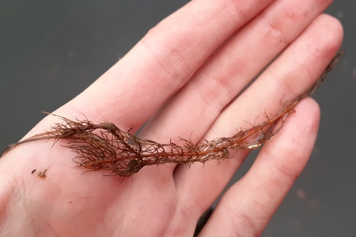 Image of Myriophyllum farwellii by (c) Quinten Wiegersma, some rights reserved (CC BY)