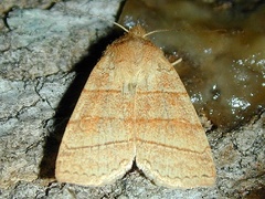 Pyreferra citrombra