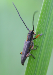 Phytoecia icterica