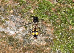 Traumatomutilla quadrinotata