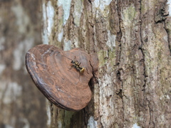 Polyrhachis militaris