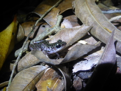 Eleutherodactylus leprus