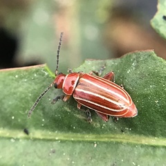 Disonycha conjugata