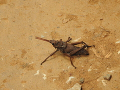 Loveridgacris impotens