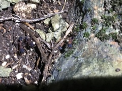 Mycetomoellerius jamaicensis