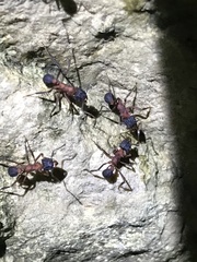 Mycetomoellerius jamaicensis