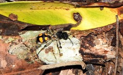 Traumatomutilla quadrinotata