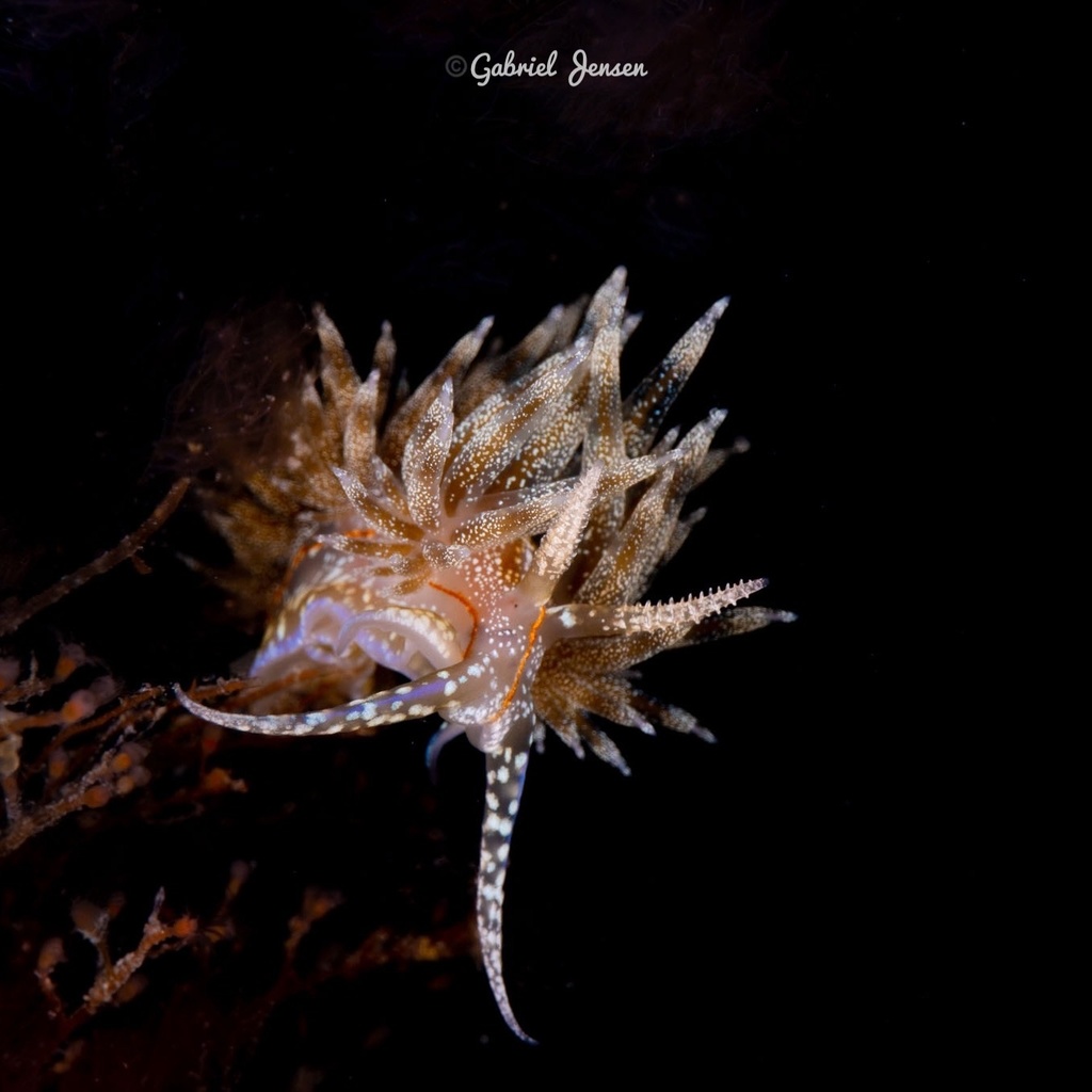 Dondice juansanchezi