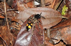 Traumatomutilla quadrinotata