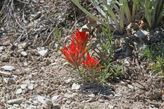 Castilleja scabrida scabrida