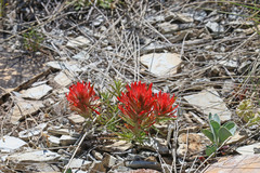 Castilleja scabrida scabrida