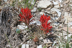 Castilleja scabrida scabrida