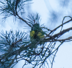 Parus major