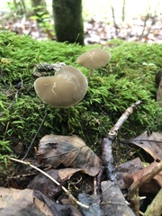 Simocybe sumptuosa