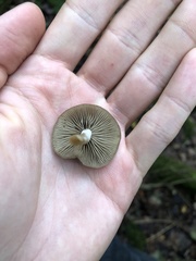 Simocybe sumptuosa