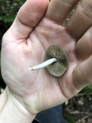 Simocybe sumptuosa