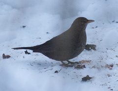 Turdus merula