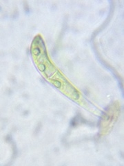 Stigeoclonium