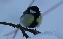 Parus major