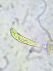 Stigeoclonium