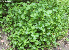 Hydrocotyle chamaemorus