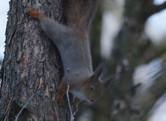 Sciurus vulgaris