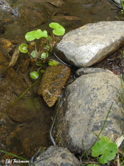 Hydrocotyle chamaemorus