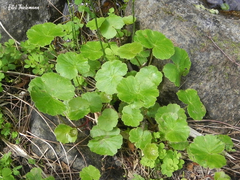Hydrocotyle chamaemorus