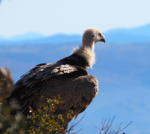 Representative image of Gyps fulvus fulvus