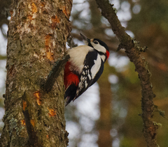 Dendrocopos major