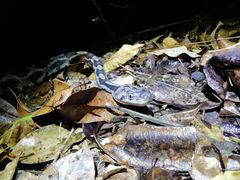 Pseudelaphe phaescens