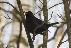 Turdus merula