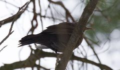 Turdus merula