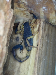 Centruroides bicolor