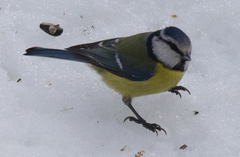 Cyanistes caeruleus
