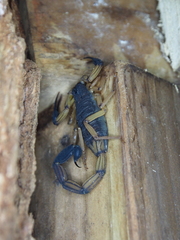Centruroides bicolor