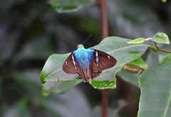 Astraptes fulgerator
