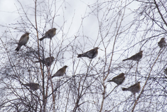 Turdus pilaris