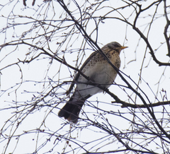 Turdus pilaris