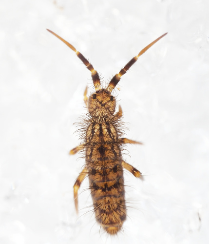 Shaggy Springtail, photo 2 of 10